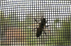 16*14 Mesh Size Black Fiberglass Midge Mesh Fly Screen for Window & Door on China WDMA