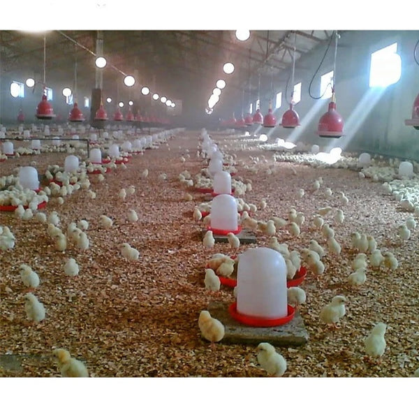 Control shed poultry in Pakistan low cost steel poultry shed 2 floor poultry farm on China WDMA